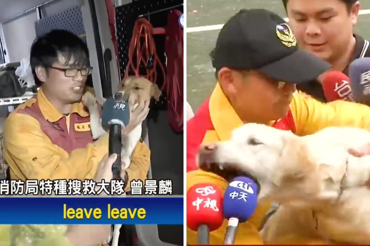 These Two Hero Taiwanese Dogs Helped Discover Earthquake Victims And Then gave Very Good Interviews