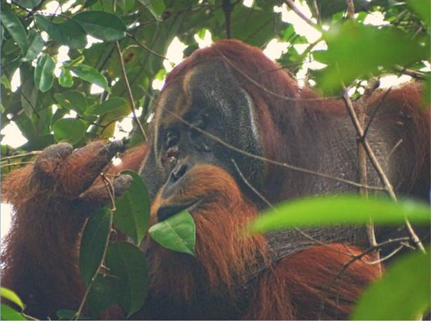 Rakus adult male Sumatran orangutan 