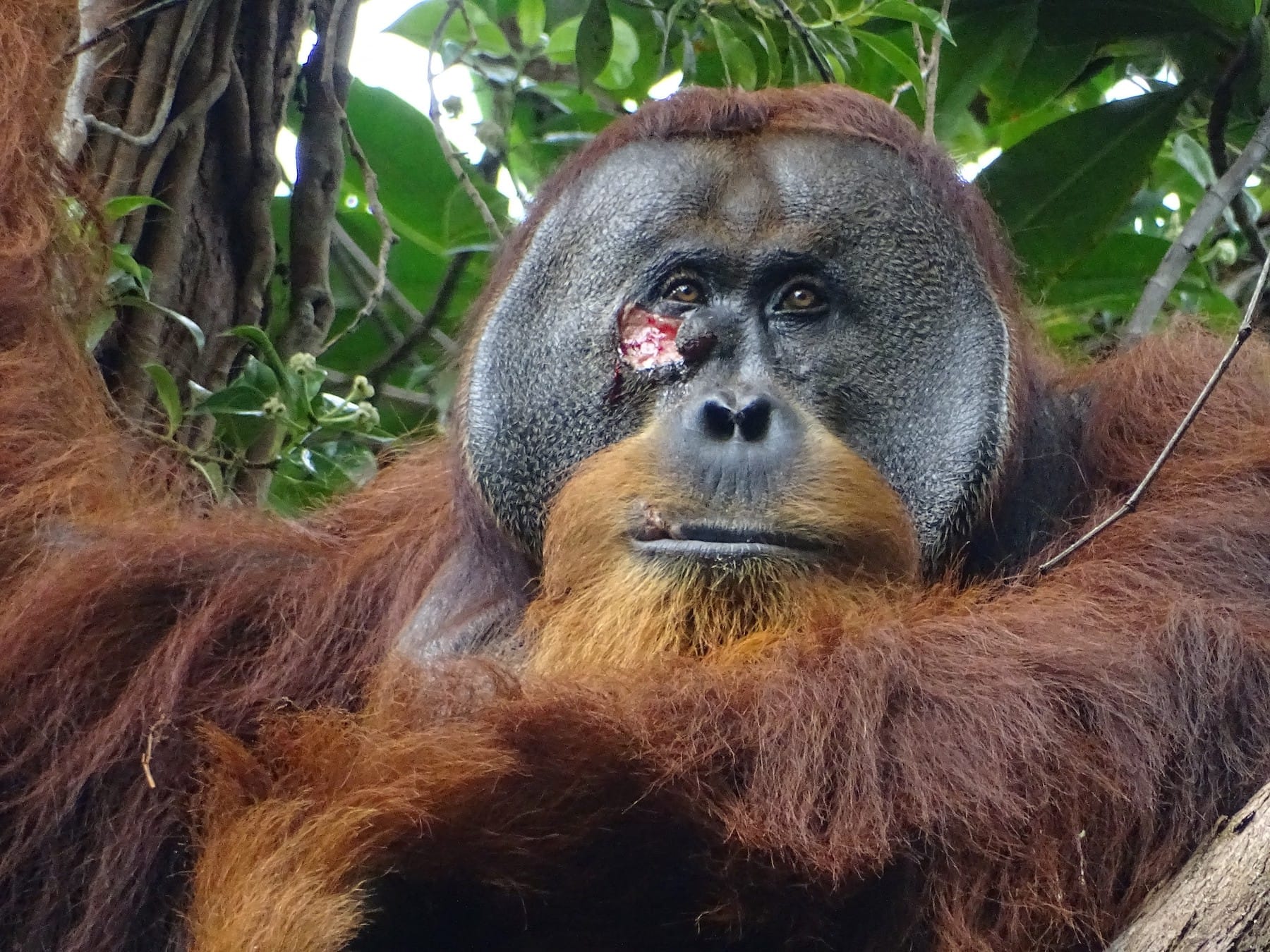indonesia orangutan use medicinal plant to heal wounds