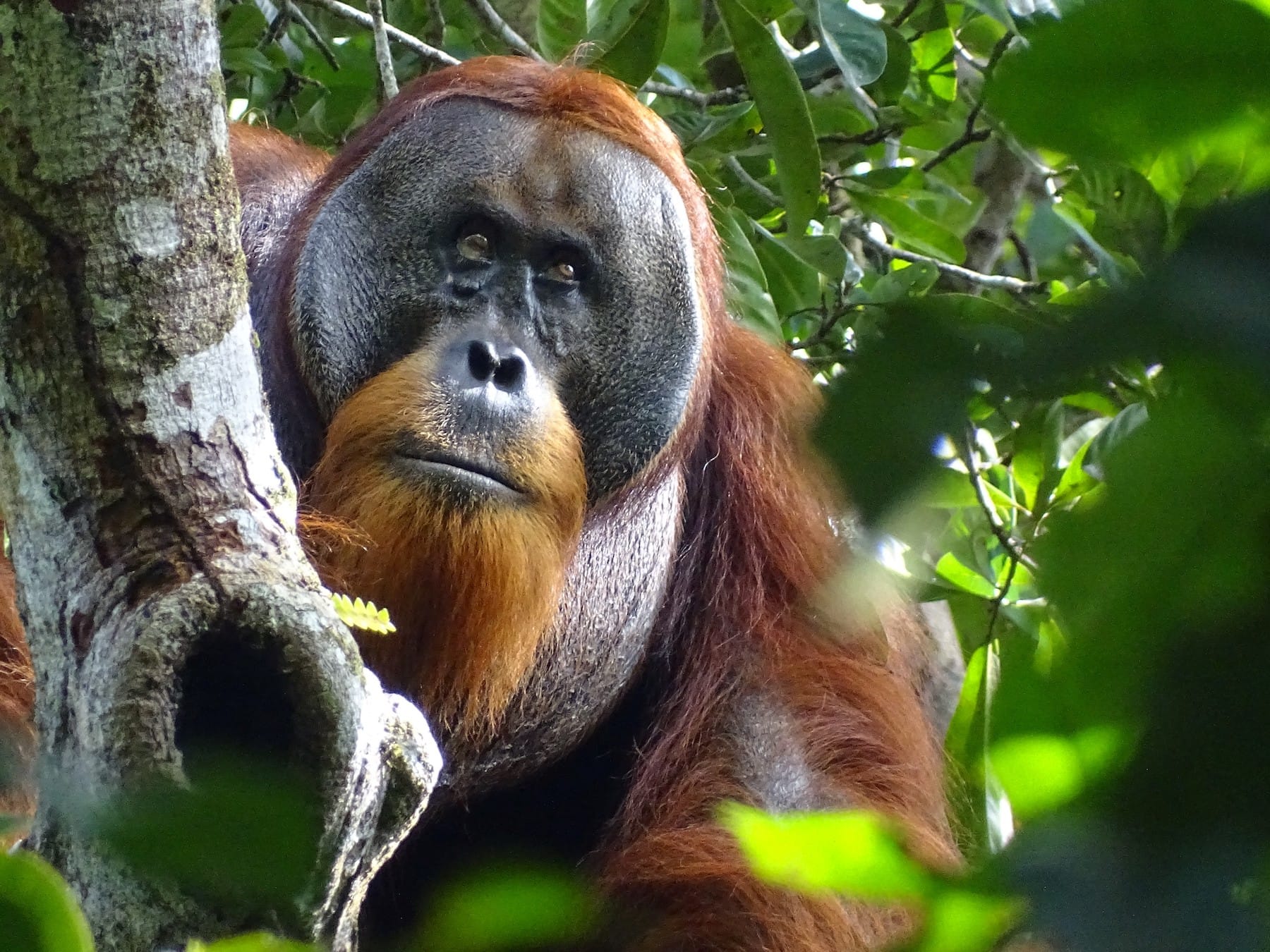 rakus indonesia orangutan heals wound