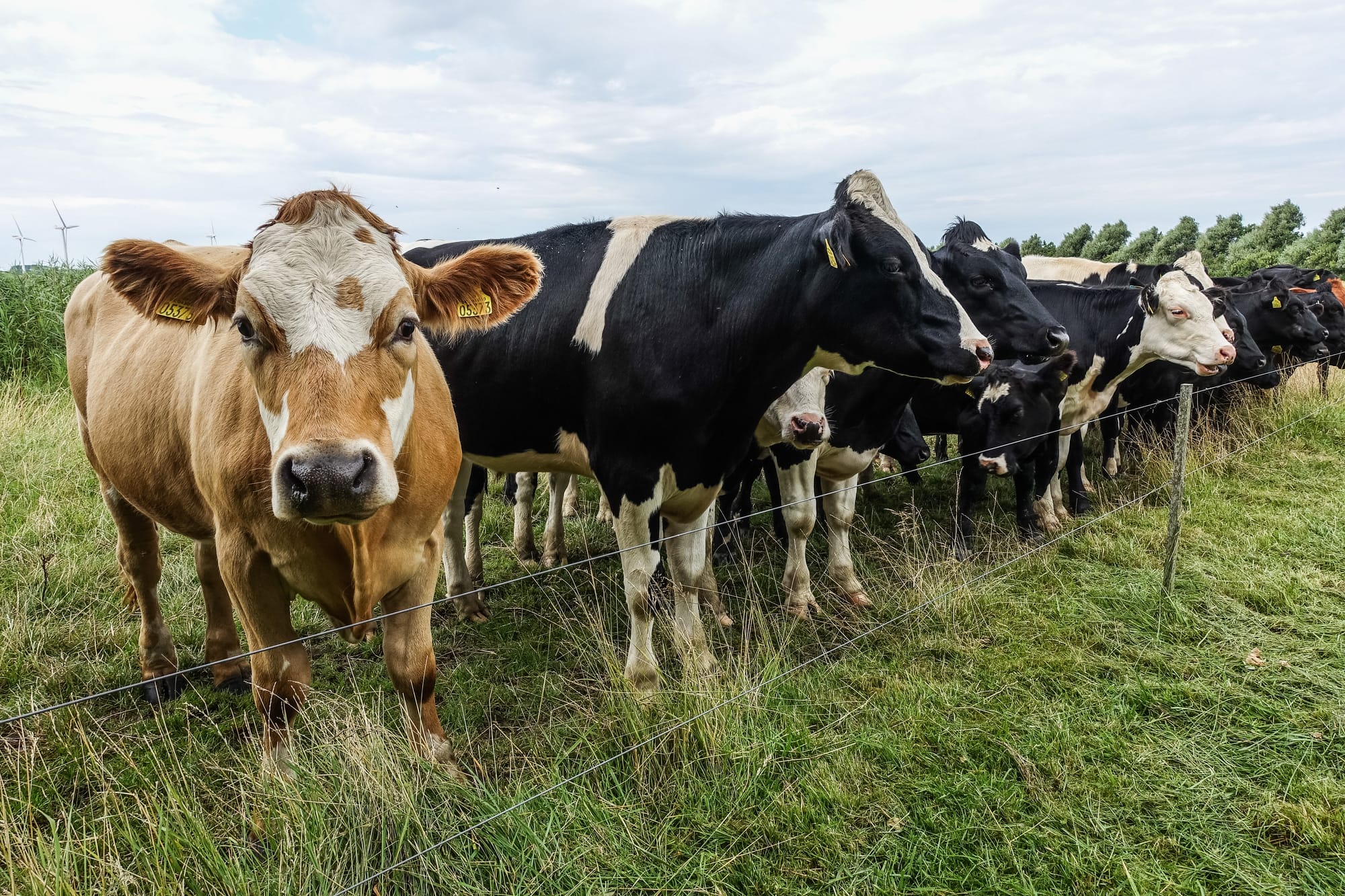 denmark cows carbon tax