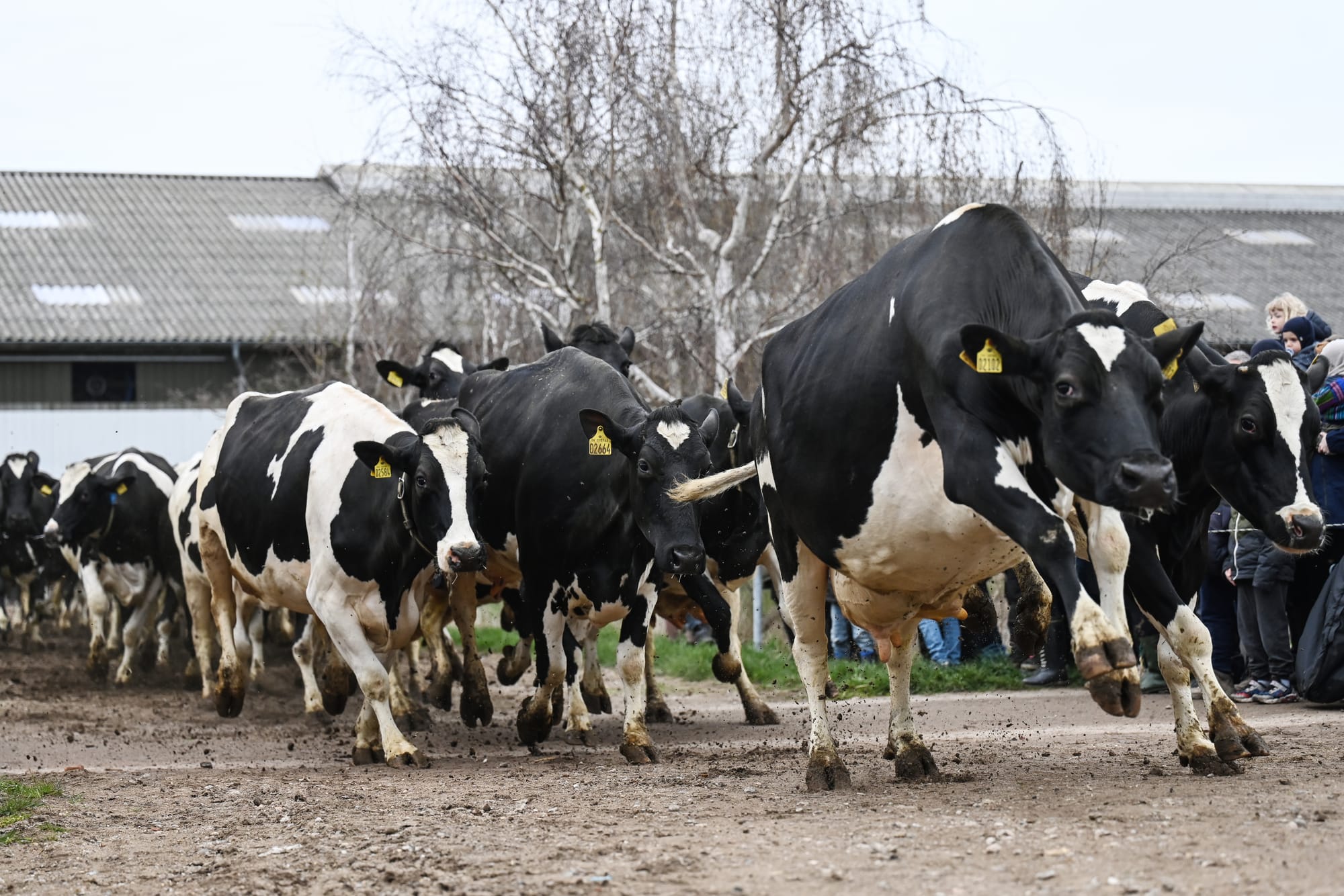 cows denmark carbon tax climate