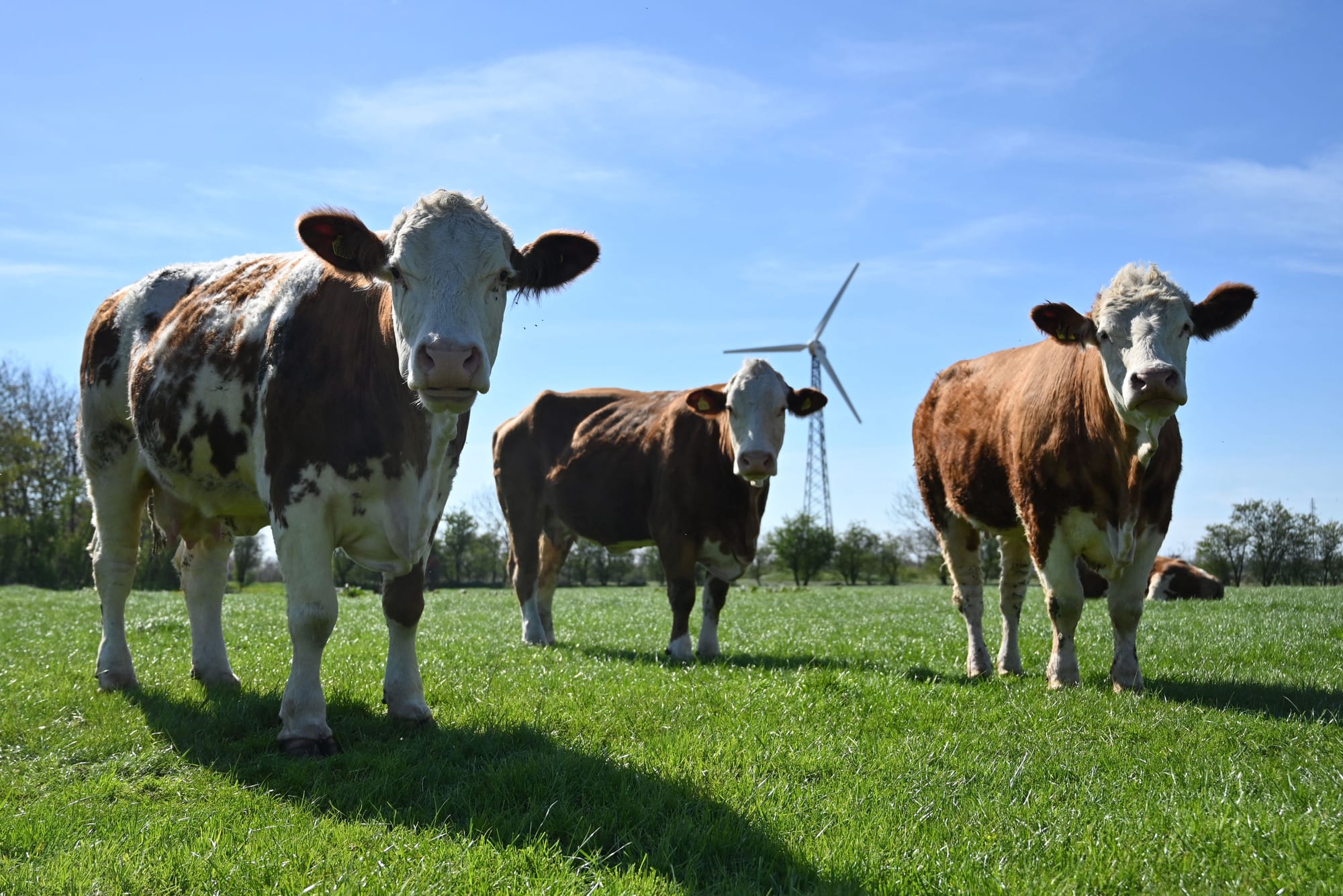 denmark cows fart burp tax climate