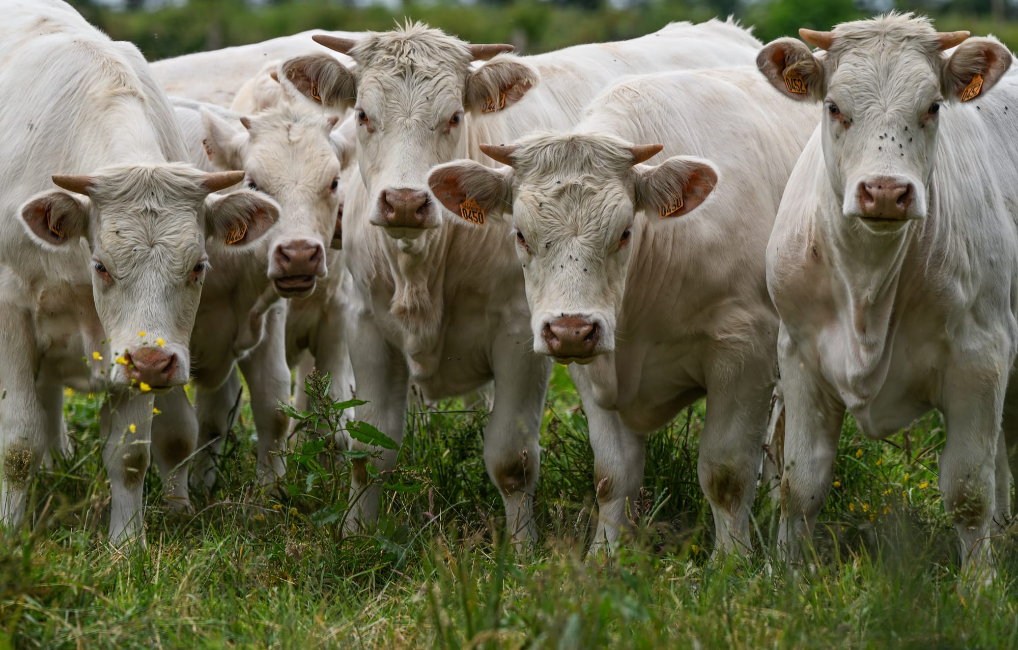 denmark bull livestock fart tax