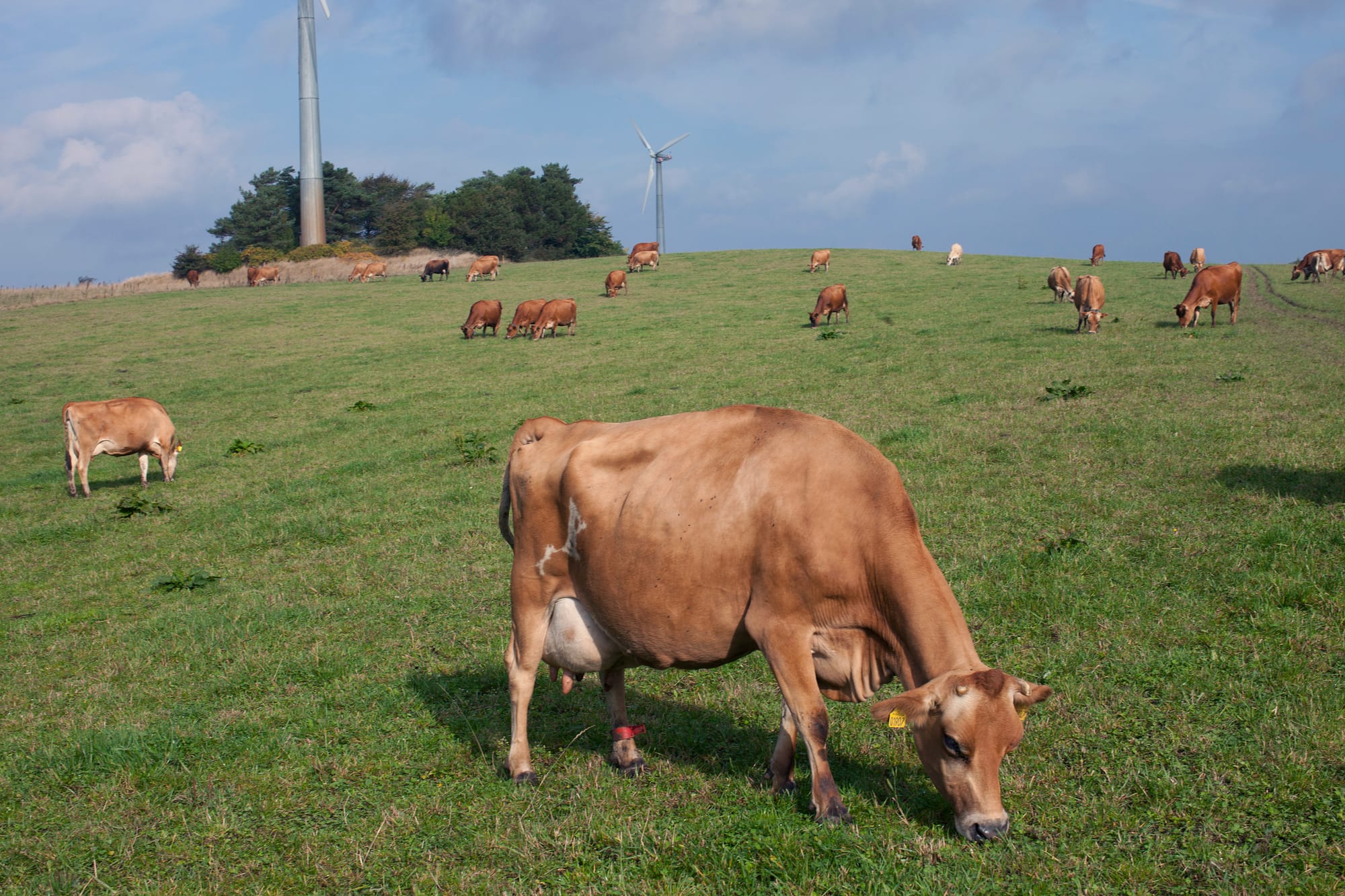 denmark cows livestock carbon tax grazing