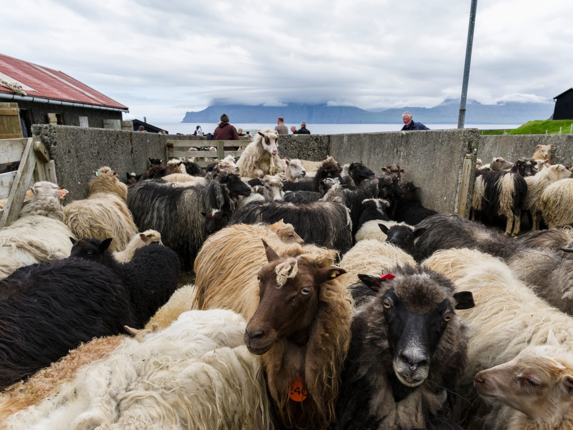 denmark sheep fart burp tax