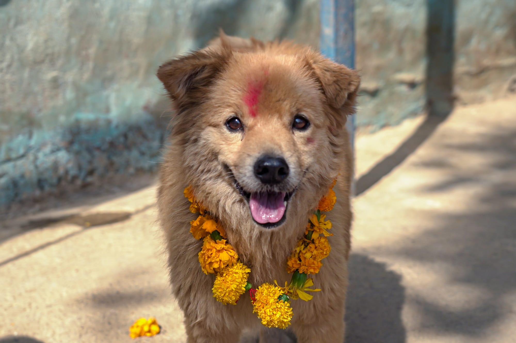 nepal dog festival kukur tihar 