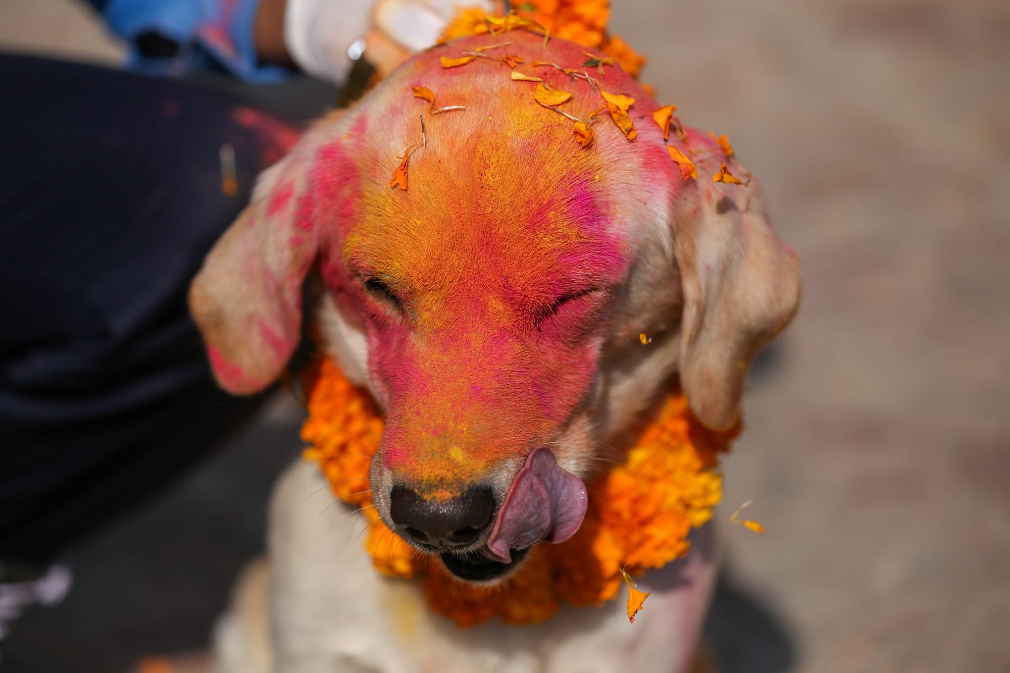 nepal dog festival kukur tihar 