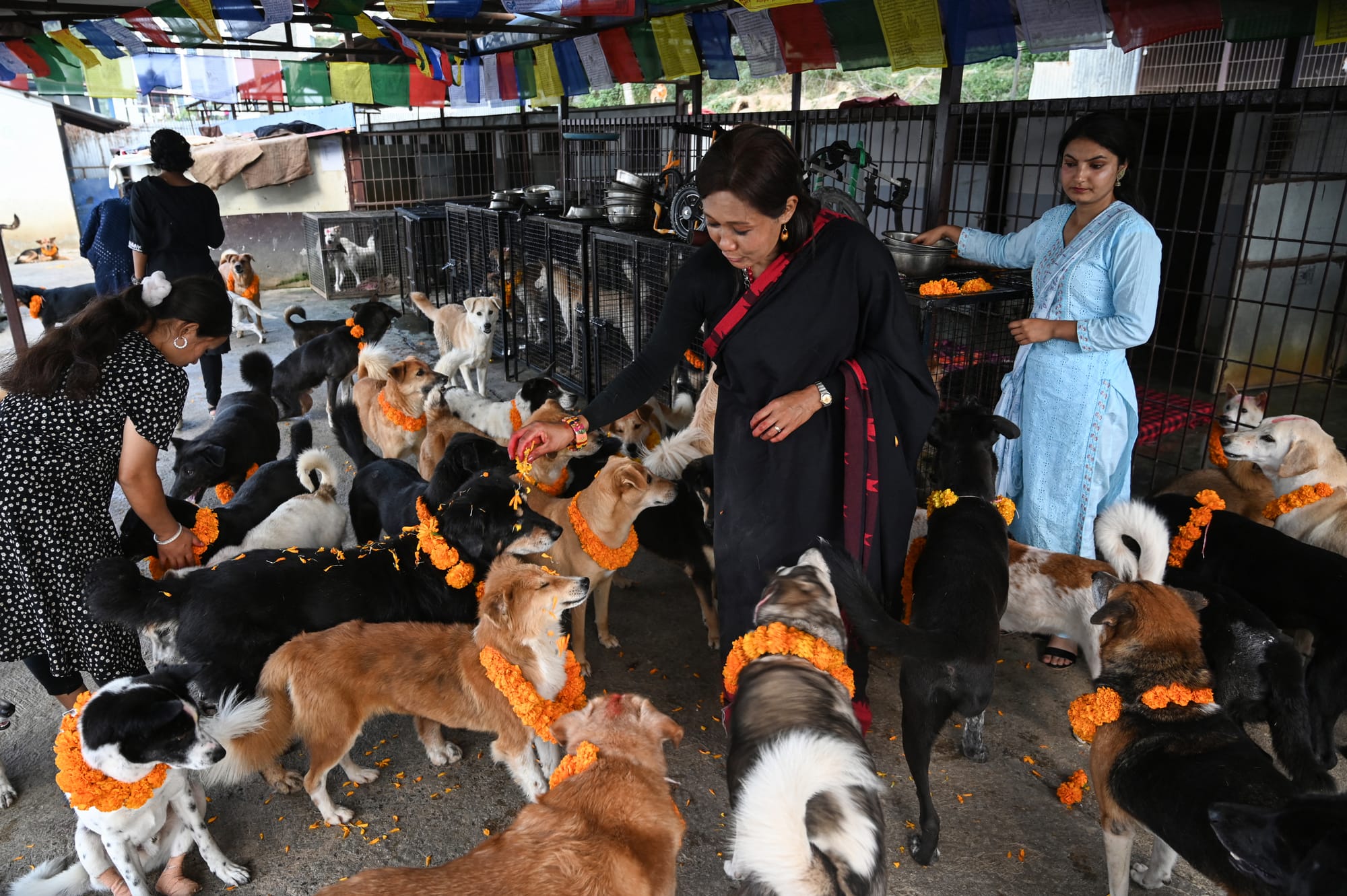 nepal dog festival kukur tihar 