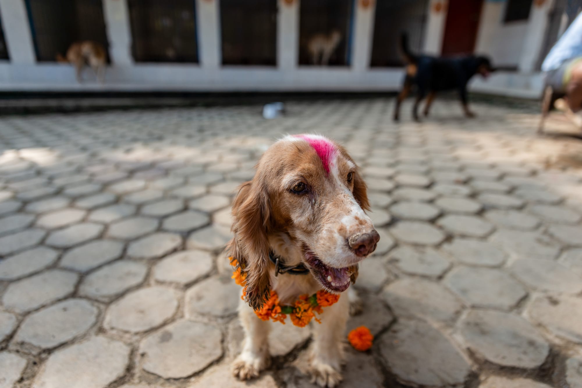 nepal dog festival kukur tihar 