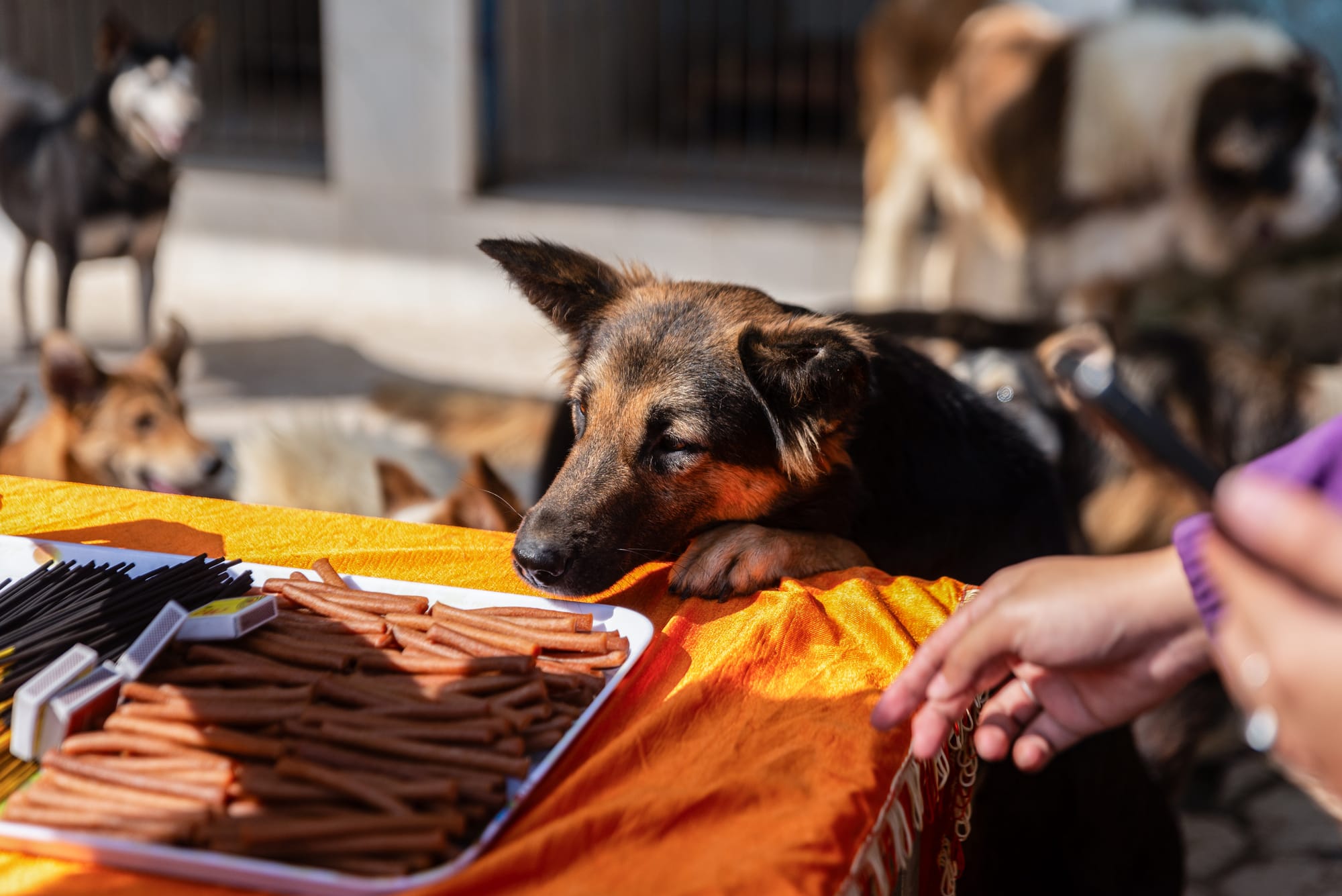 nepal dog festival kukur tihar 