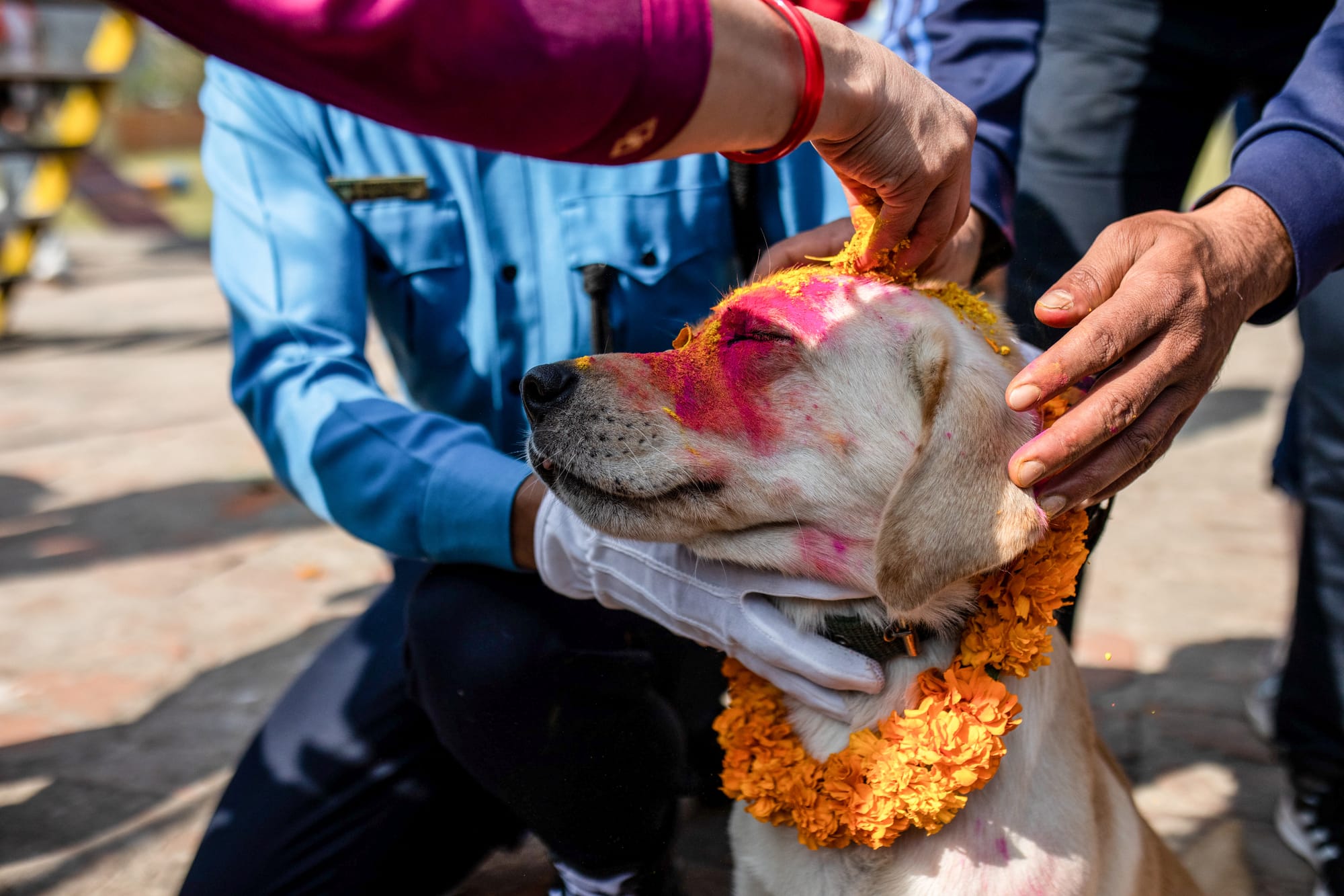 nepal dog festival kukur tihar 