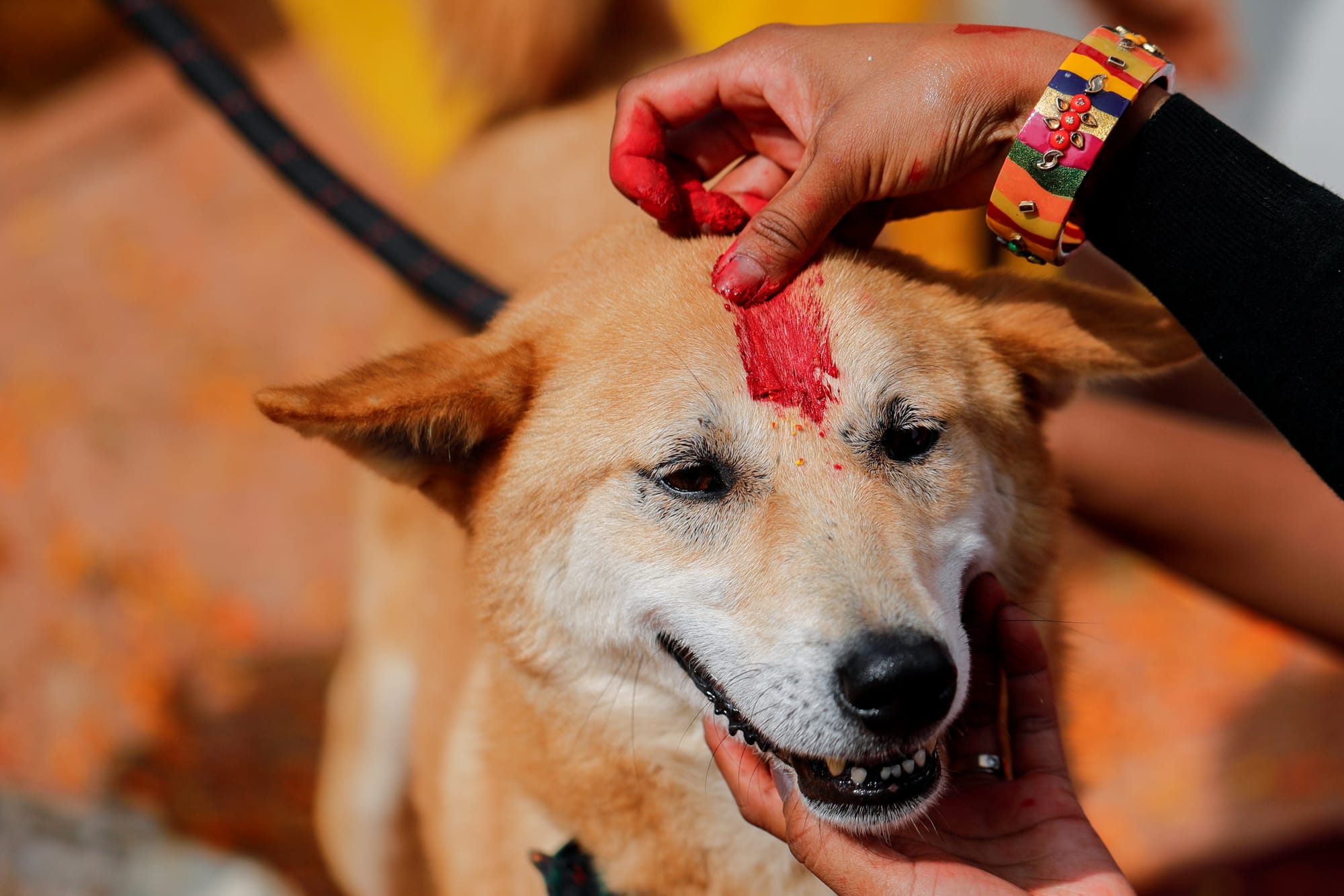 nepal dog festival kukur tihar 