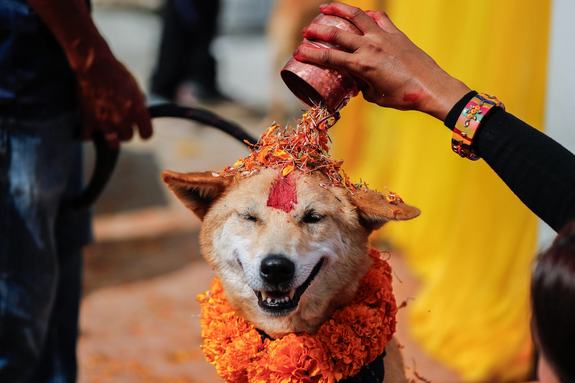 nepal dog festival kukur tihar 