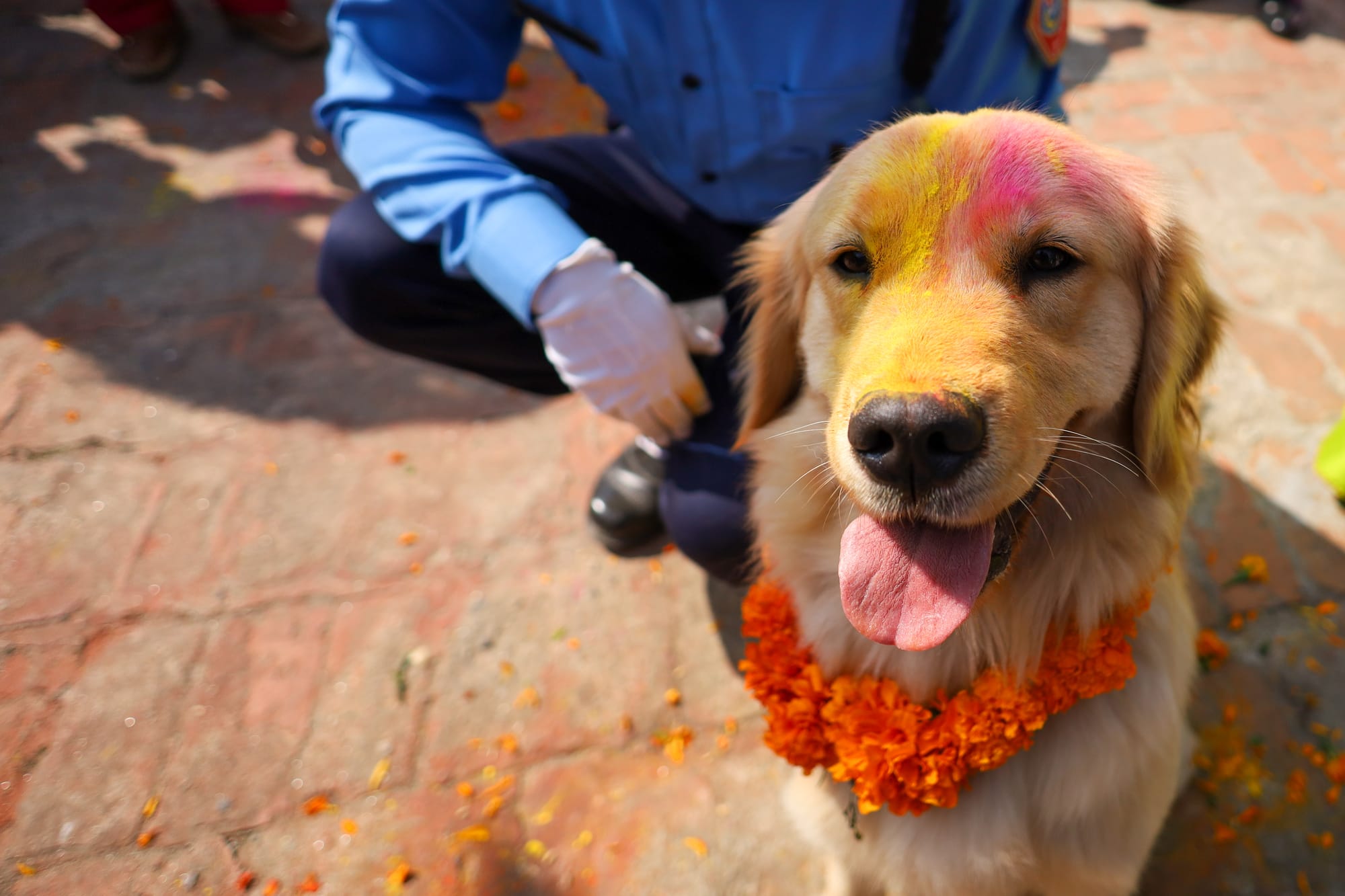 nepal dog festival kukur tihar 