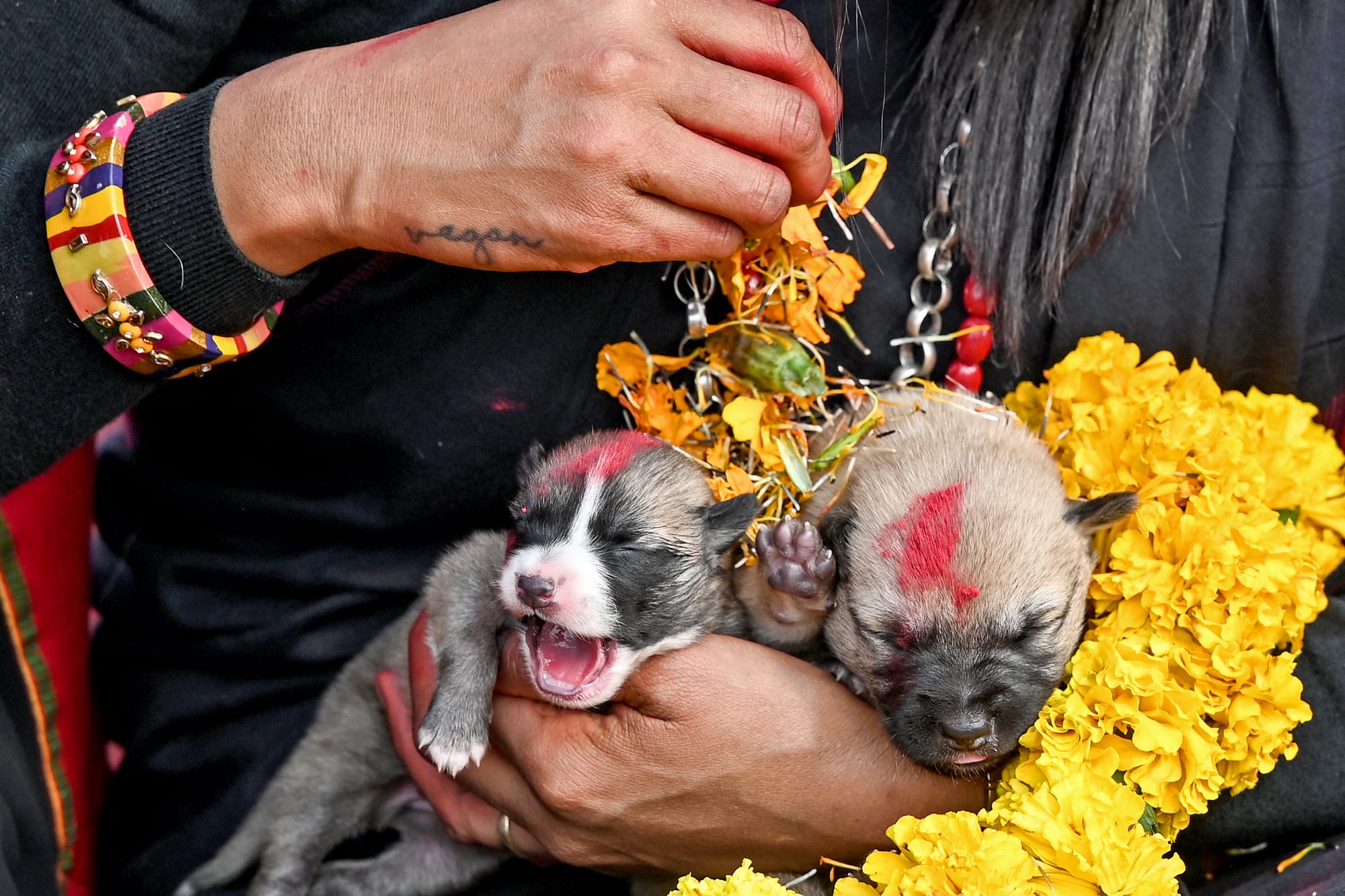 nepal dog festival kukur tihar 