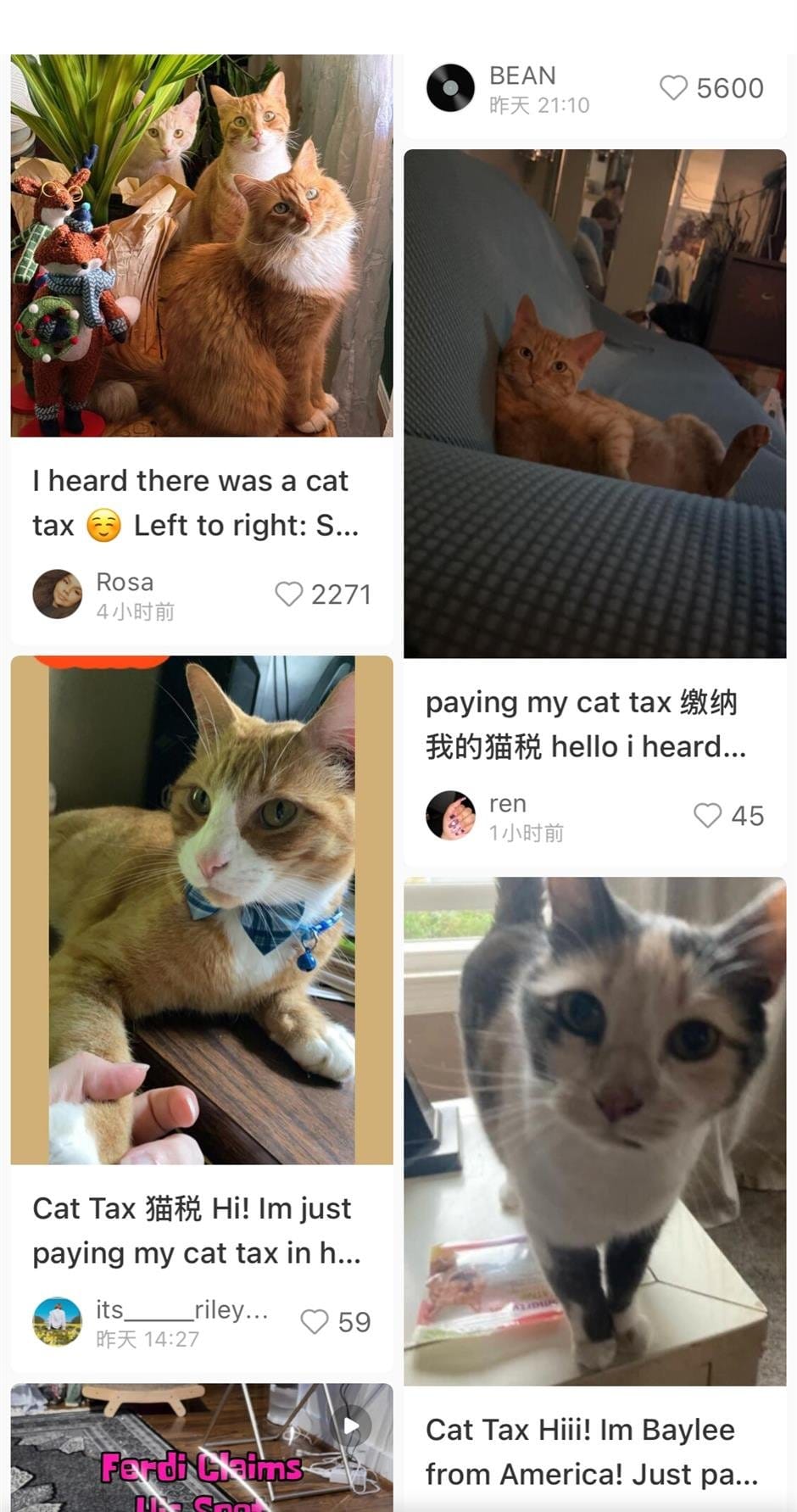 xiaonhongshu cat tax tiktok refugee