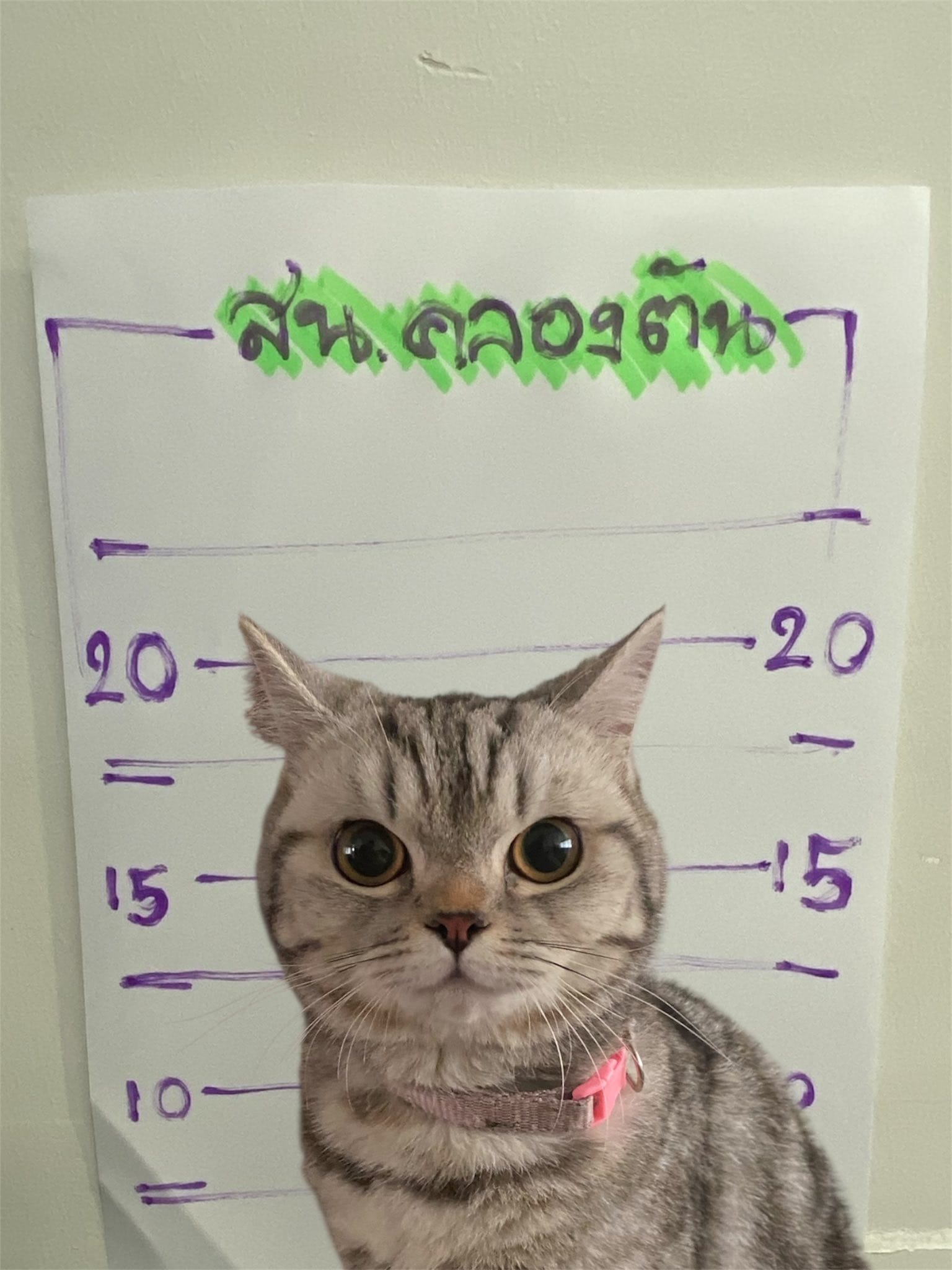snapping an official mugshot of Nug Tang, who looks naughty with the "I'll do it next time" look