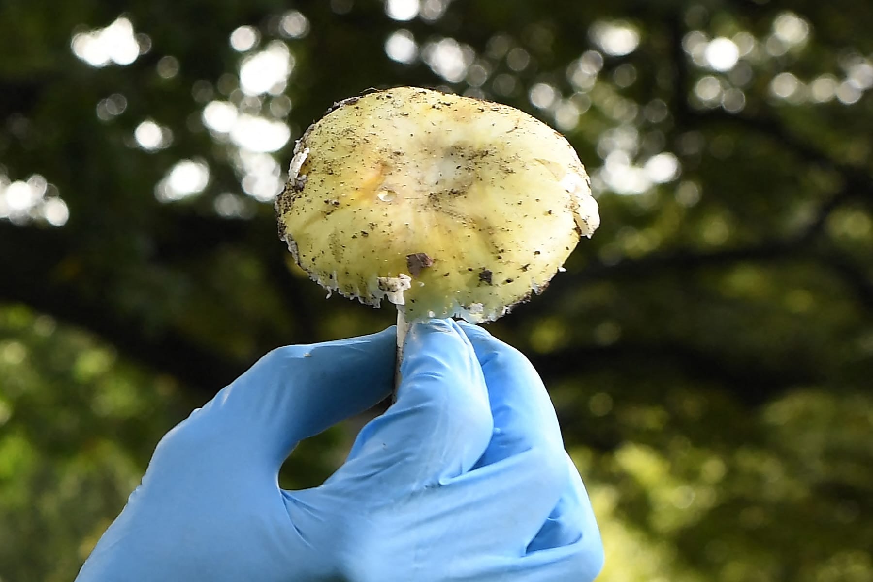 australia mushroom killer erin patterson guilty