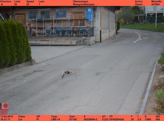 switzerland duck speeding repeated