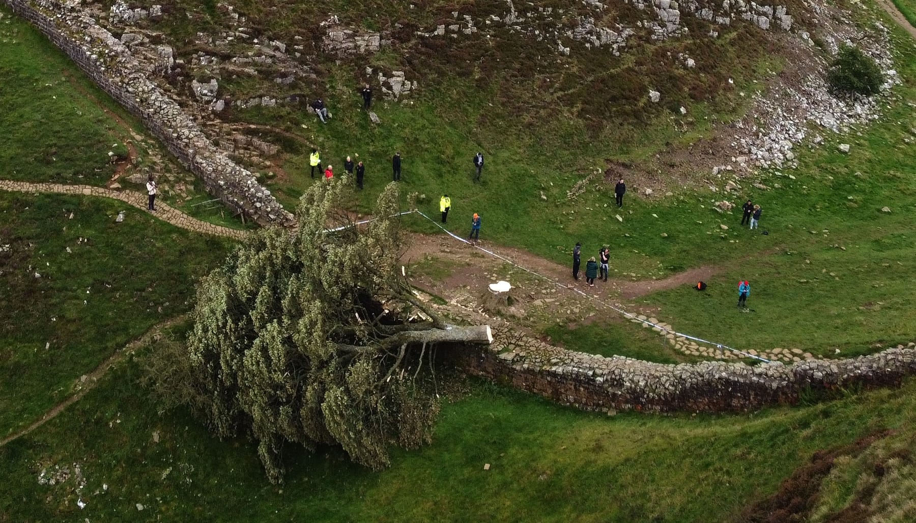 robin hood tree uk chop down men sentenced