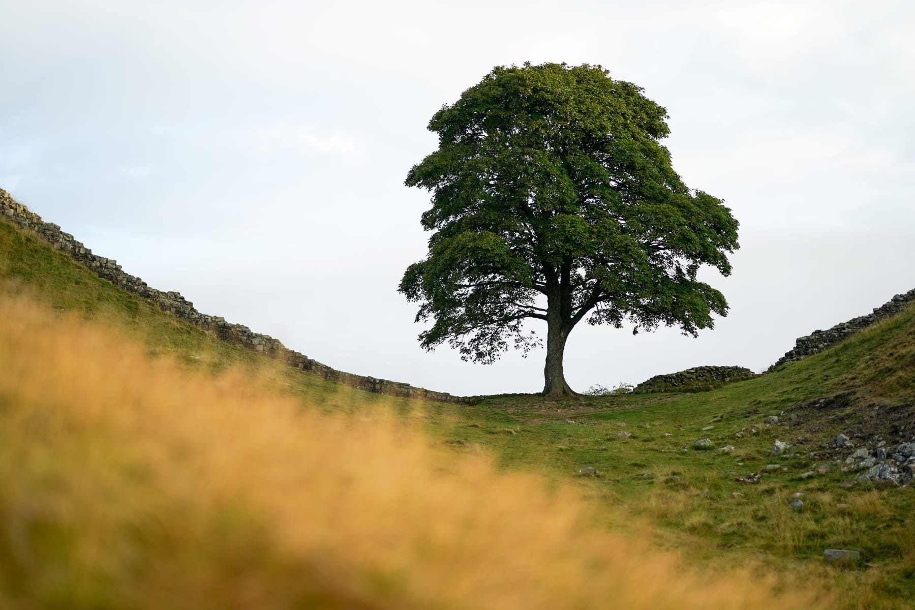 robin hood tree uk chop down men sentenced