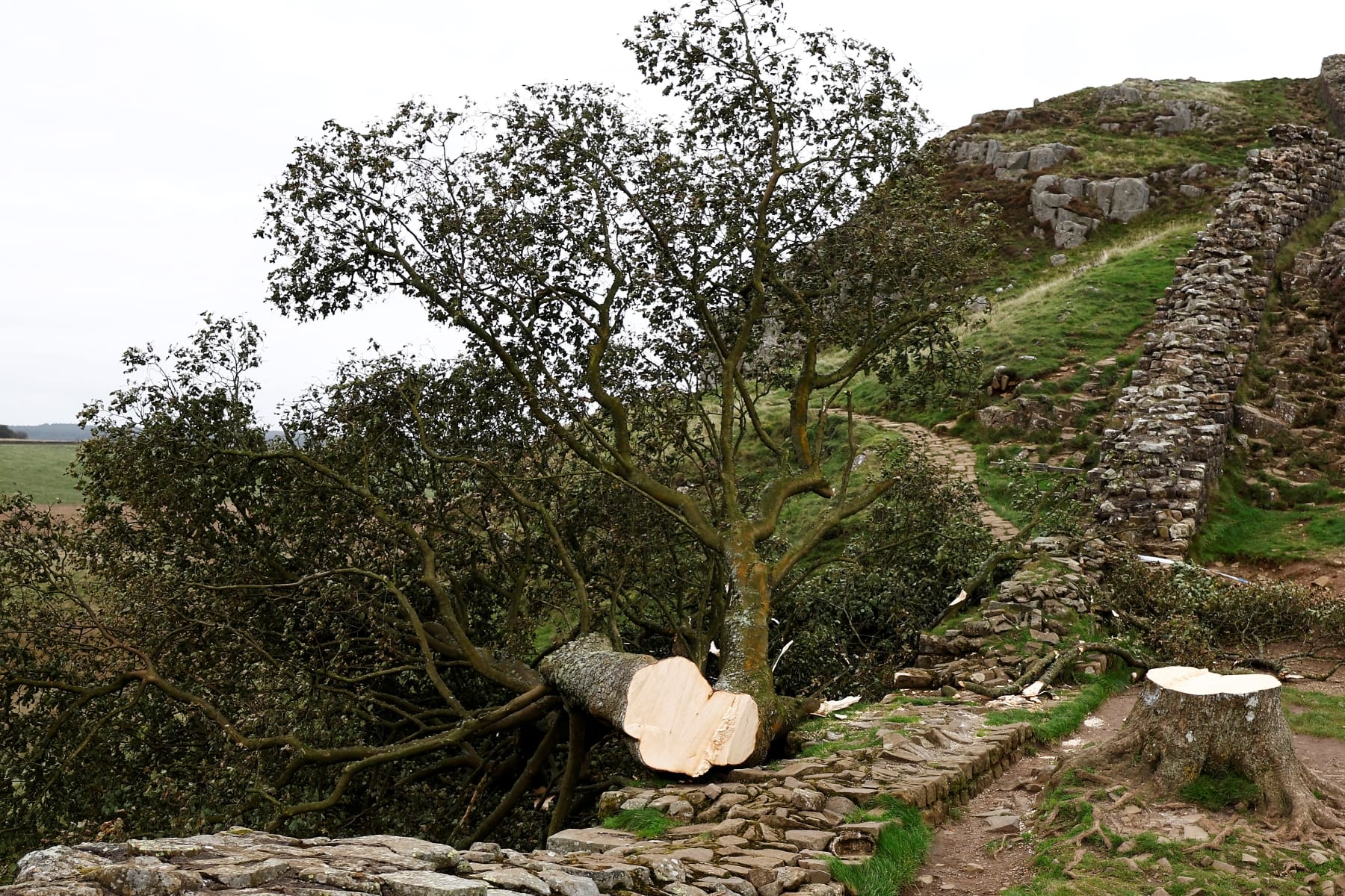 robin hood tree uk chop down men sentenced