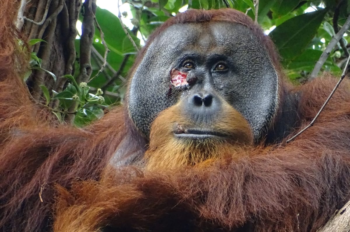 In A First, Scientists Have Observed An Indonesian Orangutan Putting A Medicinal Plant On His Own Wound To Treat It