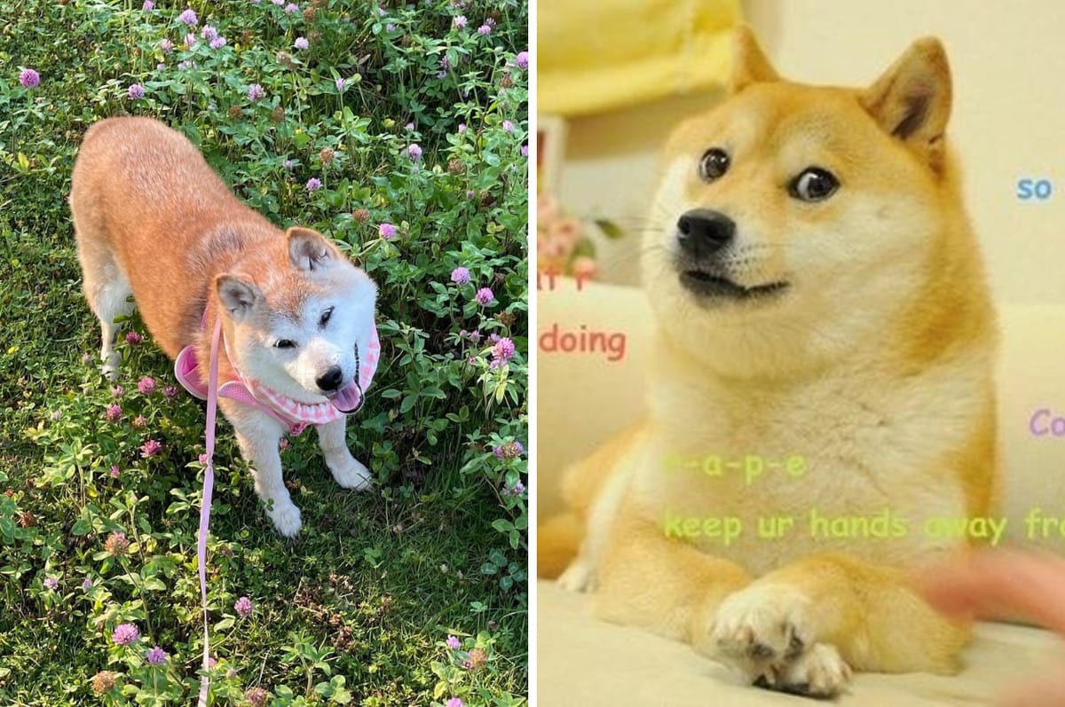 The Japanese Shiba Inu From The "Doge" Meme Has Died At Age 18 After A Battle With Cancer