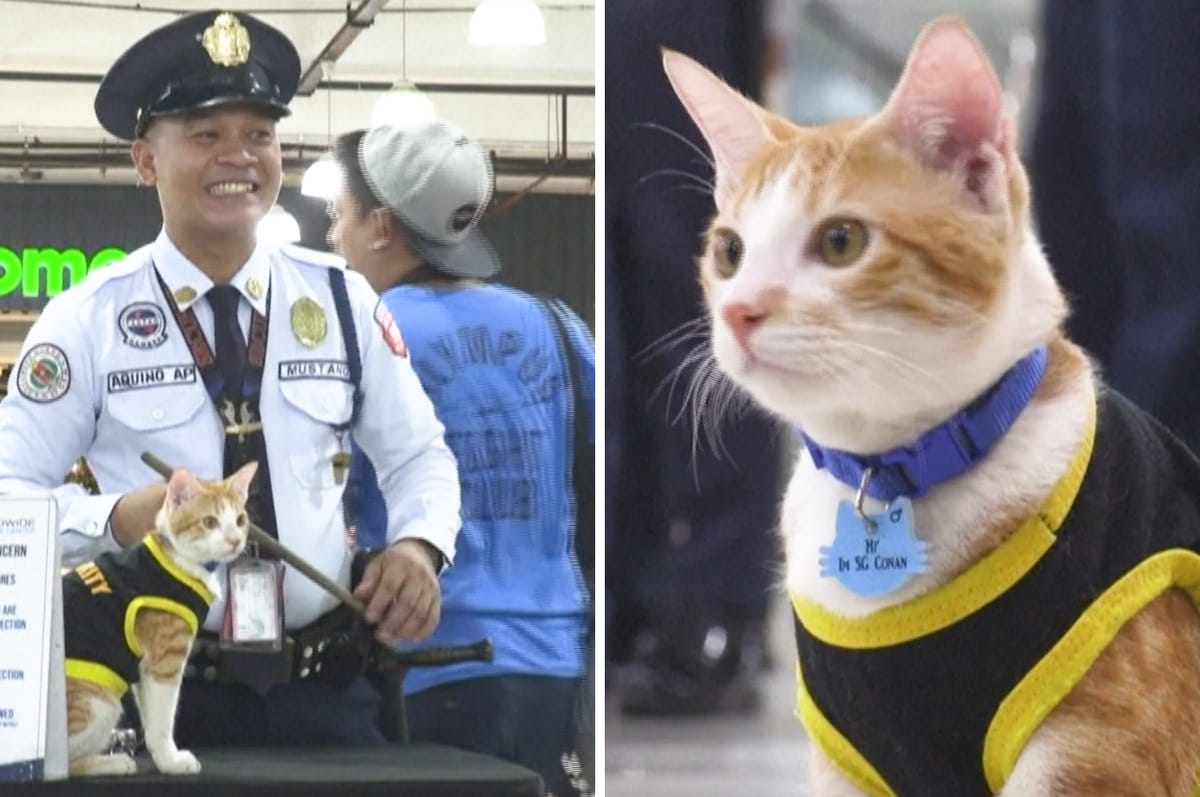 These Philippine Security Guards Hired A Stray Cat To Join The Team And Now They Can’t Function Without Him