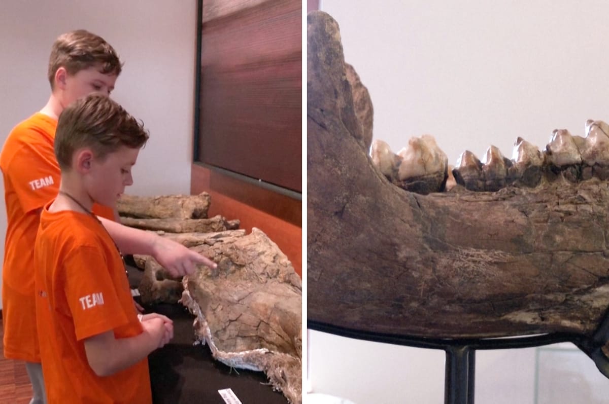 These Two German Boys Discovered Rare Prehistoric Elephant Bones While Out With Their Dad