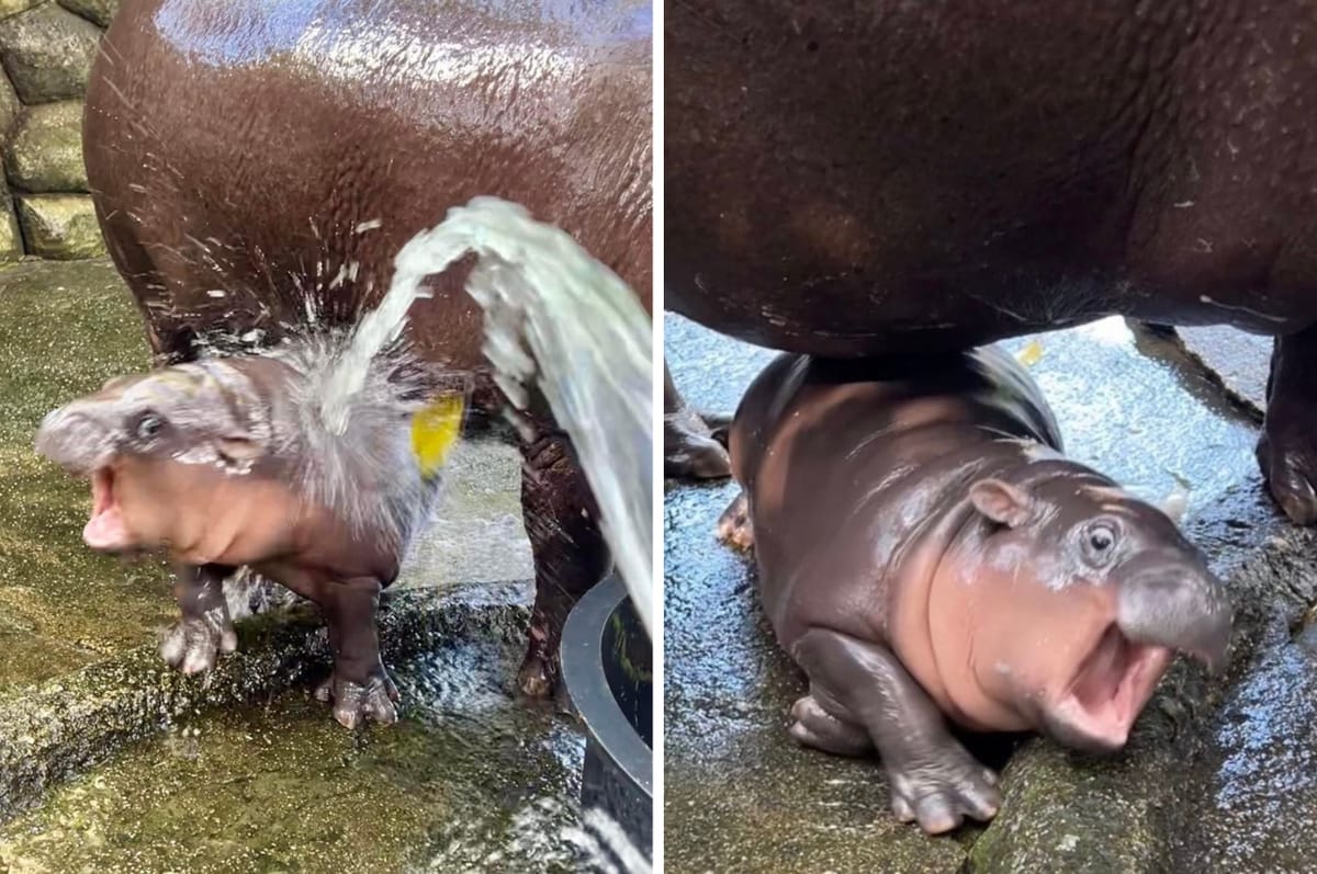 A Zoo In Thailand Has Welcomed A Baby Hippo Named “Bouncy Pork” Who Looks Distressed All The Time