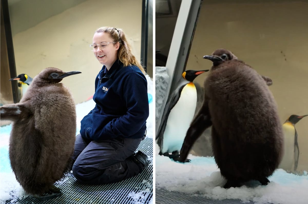 This Baby Penguin In Australia Named Pesto Is An Absolute Unit And People Are Obsessed With Him