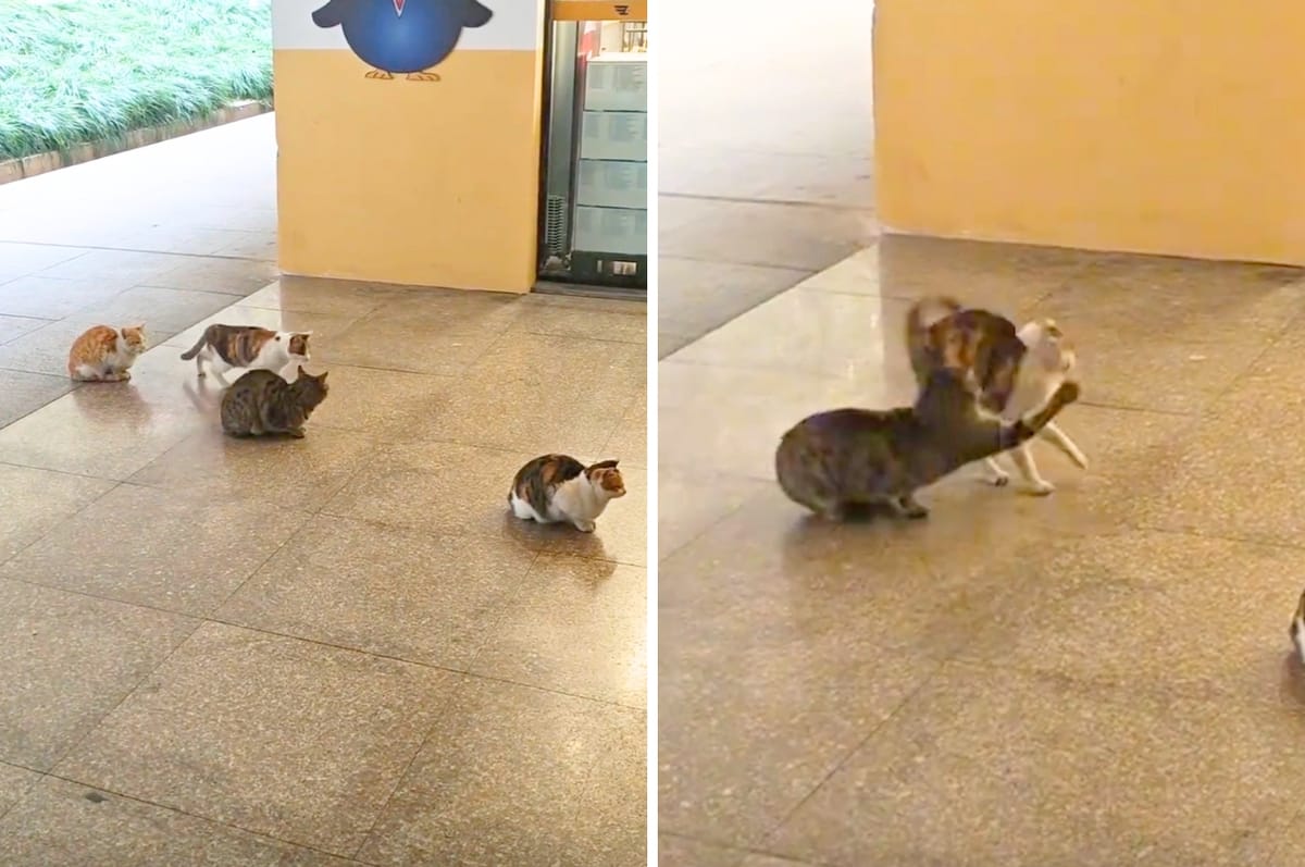 A Cat In China Tried To Cut A Line Of Stray Cats Waiting To Get Food And Learned Its Lesson The Hard Way