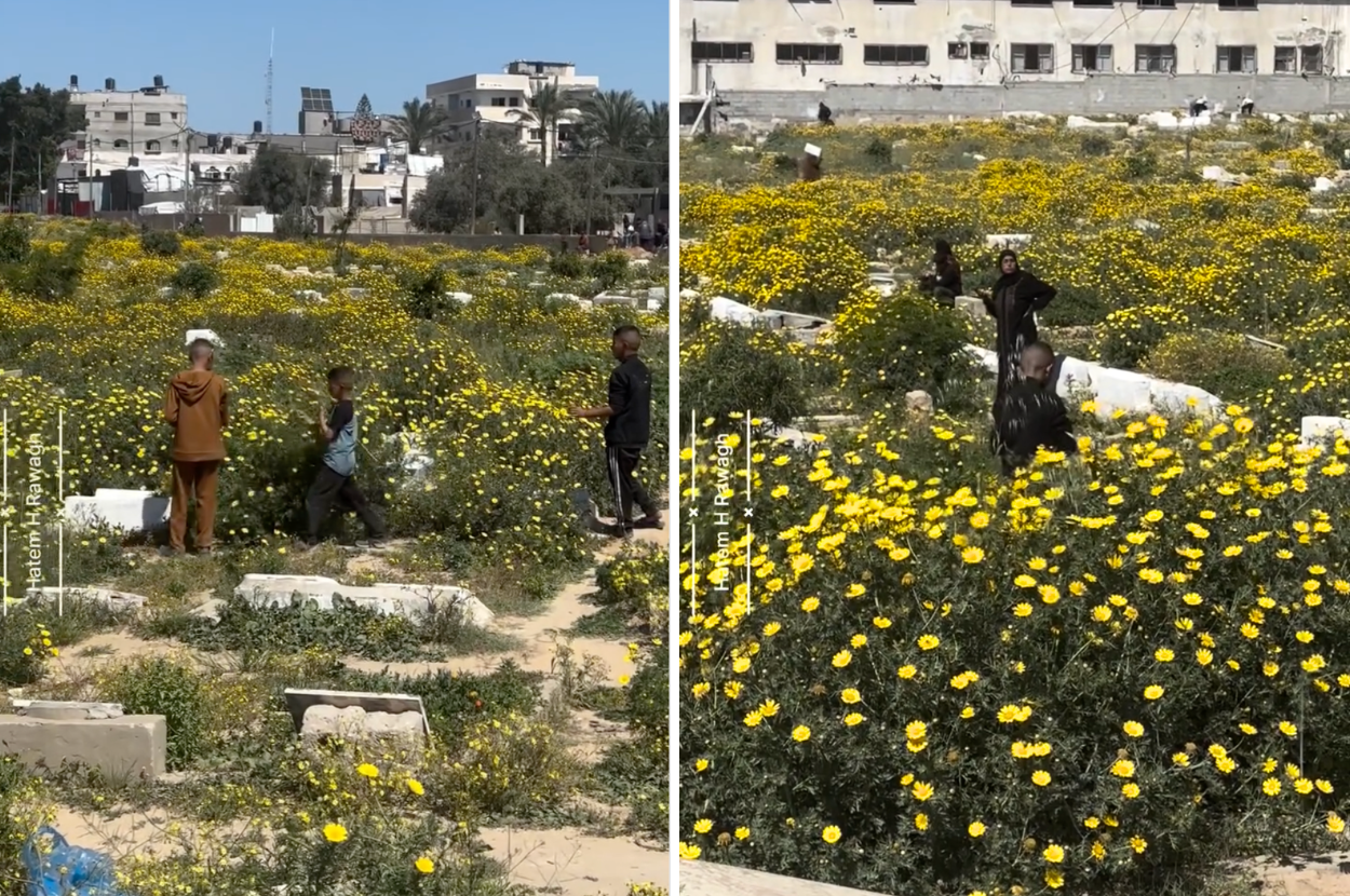 gaza cemeteries flowers bloom israel genocide
