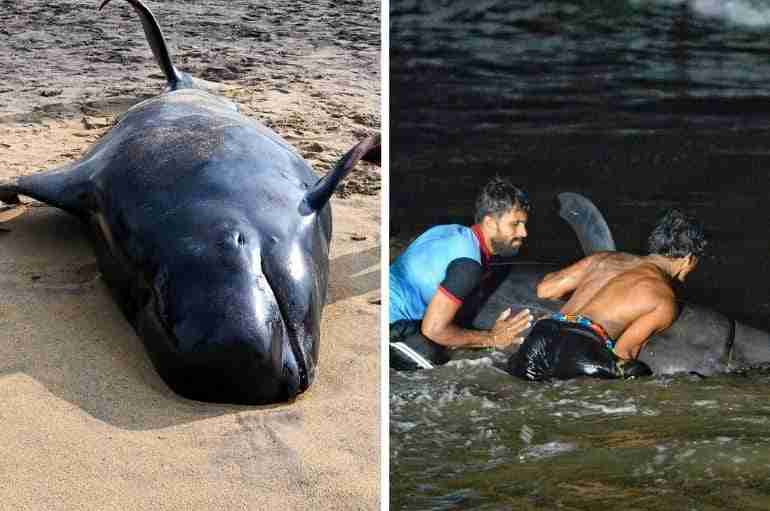 These Sri Lankan Villagers Broke A COVID-19 Curfew To Help Save More Than 100 Beached Whales
