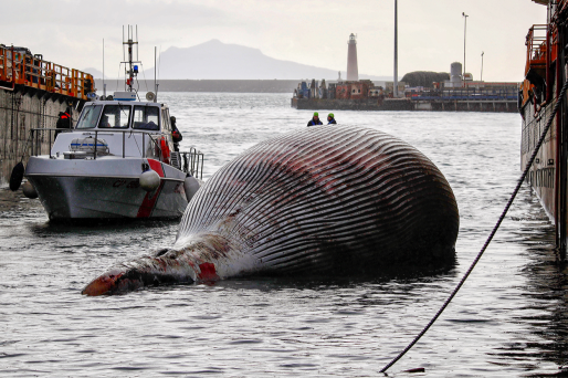 A Massive 70-Ton Whale Carcass Has Been Discovered Off The Coast Of Southern Italy