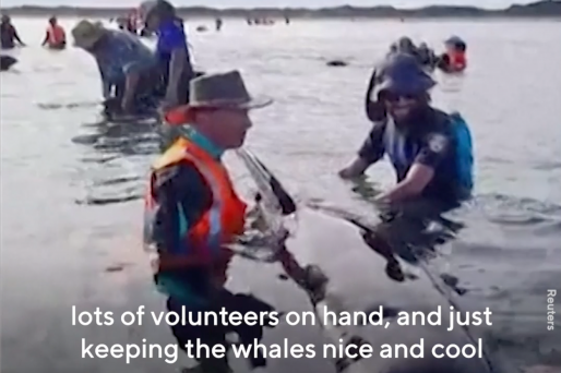 New Zealand Volunteers Came Out To Help 28 Beached Whales