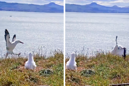 An Albatross Faceplanted While Trying To Land In New Zealand And Honestly It’s Relatable AF