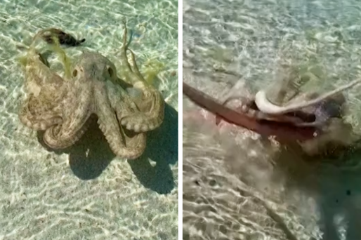 An Angry Octopus Attacked This Man Going For A Swim In Australia And His Reaction Was Perfect