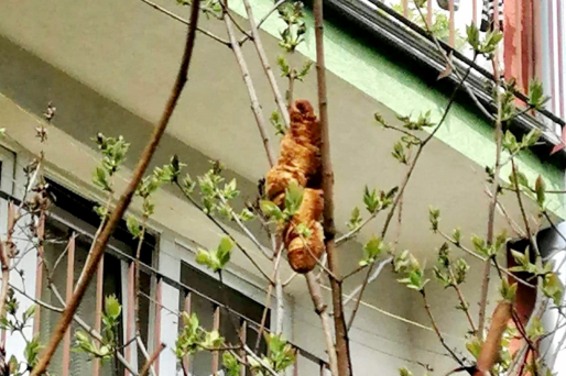 Polish Animal Rescuers Were Called To A “Mysterious Tree Monster” And It Turned Out To Be A Croissant
