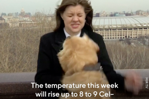 A Dog Stole This Russian Weather Reporter’s Microphone And Ran Away With It During Her Broadcast