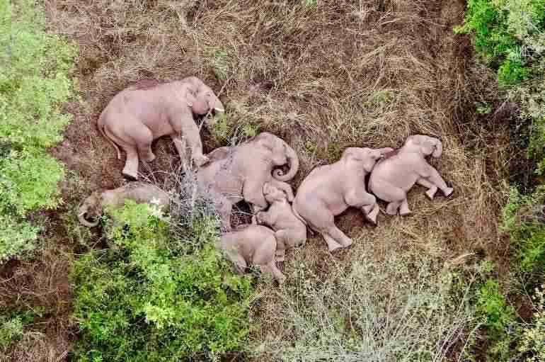 A Herd Of Wild Elephants That’s Been Wandering Across China Laid Down And Took A Nap After 500km