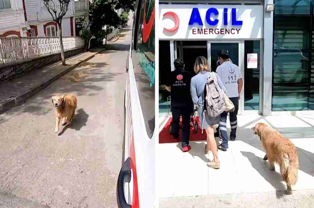This Loyal Dog In Turkey Chased An Ambulance All The Way To The Hospital Because Its Owner Was In It