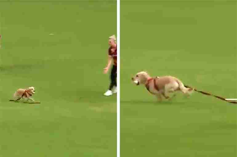 A Dog Interrupted A Cricket Match In Northern Ireland And Was Named The New Player Of The Month