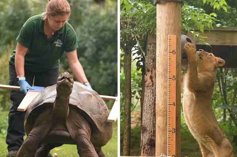 Zoo Keepers At London Zoo Held Its Annual Weigh-In For Its Animals And It Was Adorably Wholesome