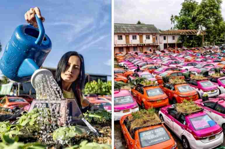 Thai Taxi Drivers Turned Their Cars Into A Vegetable Garden To Feed Themselves During The Pandemic