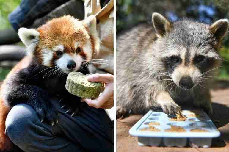 This Safari Park In China Made Moon Cakes For Its Animals To Celebrate The Mid-Autumn Festival
