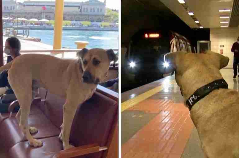 This Stray Dog In Turkey Takes Public Transport By Himself Every Day In Istanbul And Now He’s A Celebrity