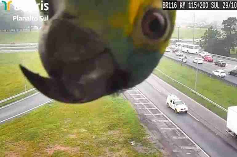 A Parrot Photobombed A Traffic Camera in Brazil And It’s The Cutest Thing
